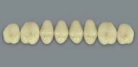 MFT (VITA) Гарнітур зубів, верхні бокові, колір 2M2, розмір PU31, A42M2PU31
