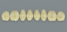 MFT (VITA) Гарнитур зубов, верхние боковые, цвет 2M2, размер PU31, A42M2PU31