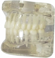 Демонстрационная модель прозрачной челюсти XINGXING М7001