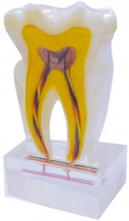 Демонстрационная модель зуба XINGXING, прозрачная М7019 (в разрезе)