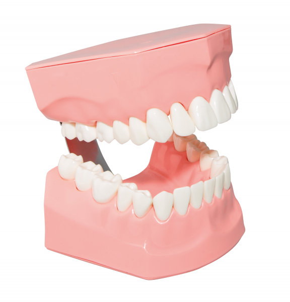 Демонстрационная модель челюсти Paro Swiss, размер 2 к 1