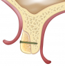 Dual-Block (OsteoBiol) Кісткові блоки з колагеном