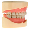 Модель тренировочная со съёмными зубами (нижняя челюсть) HTS-A5-01L