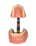 Модель демонстраційного догляду за зубами