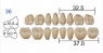 Планка жевательных верхних зубов HUGE Kaili 36MU (8 шт)